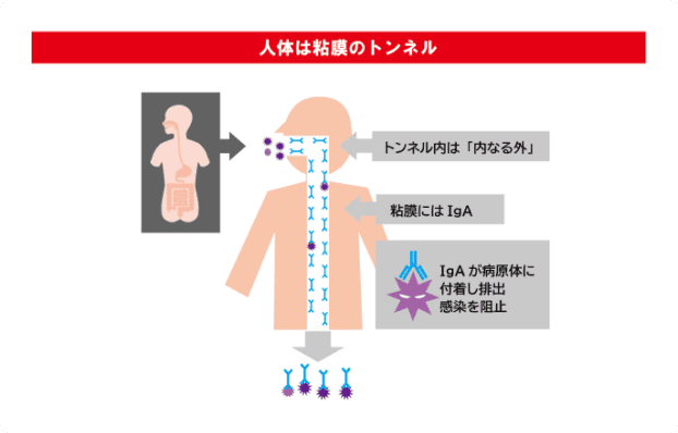 人体は粘膜のトンネル